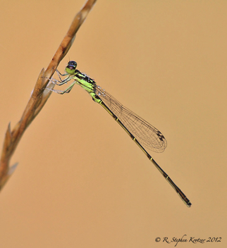 Ischnura posita, male